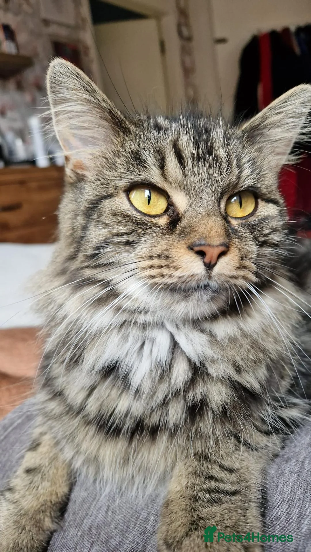 Mixed Breed cats for sale: Stunning girl kittens  - Advert 1