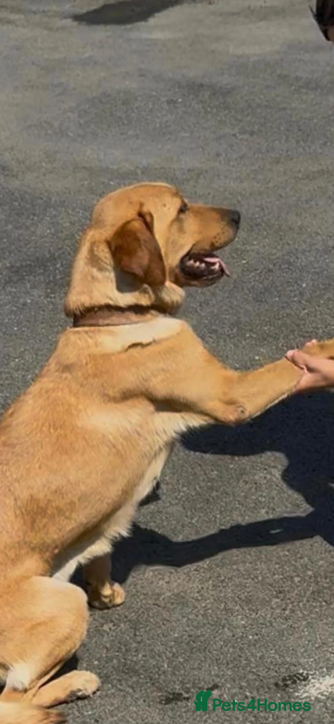 Labrador Retriever dogs for sale: Stunning labrador puppies  in Wickford - Advert 2