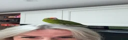 Parakeets birds for sale: Male Kakariki in Ossett - Advert 1