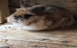 Lionhead rabbits for sale: Double mained lionhead doe - Image 3