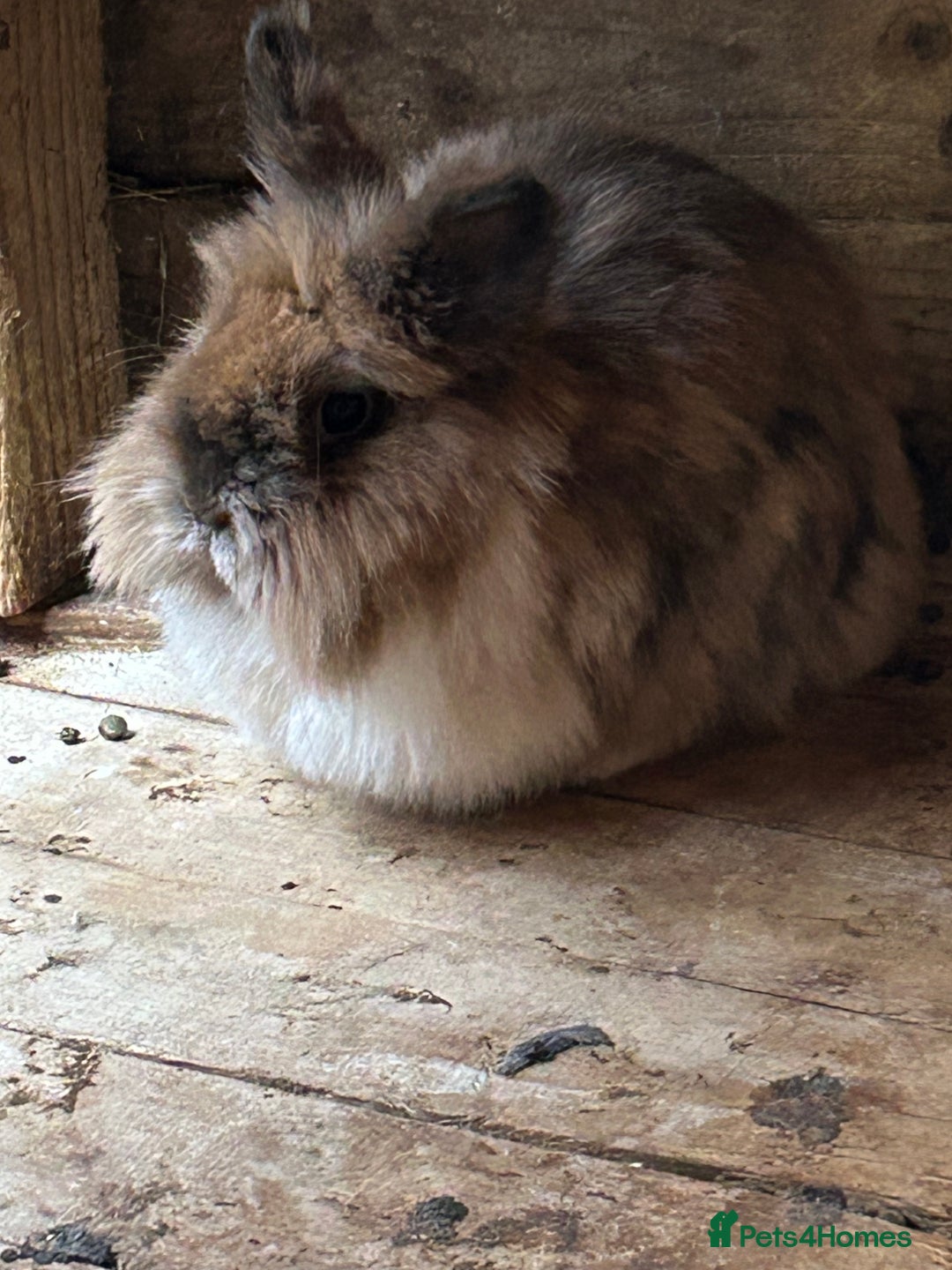 Lionhead rabbits for sale: Double mained lionhead doe - Image 3