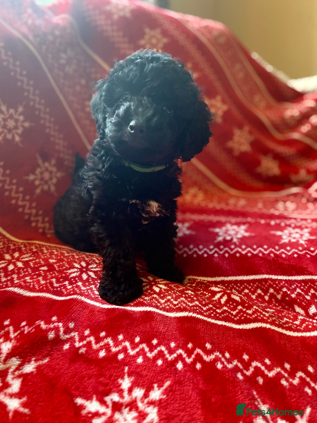 Toy Poodle dogs for sale: Reduced Remaining Toy poodle kc registered  - Advert 10