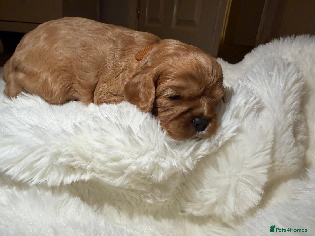 Cavalier King Charles Spaniel dogs for sale: 5 beautiful Cavalier King Charles puppies - Advert 10