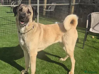 Turkish Kangal dogs NOKIA - 2 year old Turkish Kangal - Advert 8