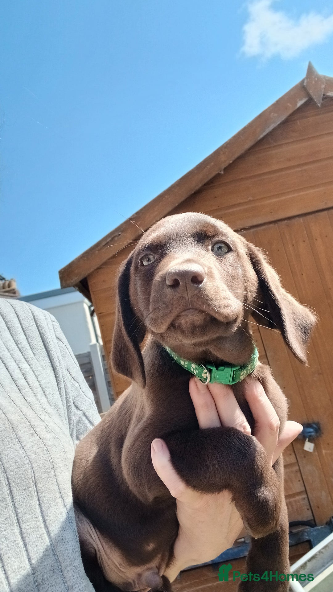 Labrador Retriever dogs for sale: **READY NOW**CHOCOLATE LAB PUPS - Image 15