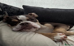Olde English Bulldogge dogs for sale: olde english bulldogge  - Image 5