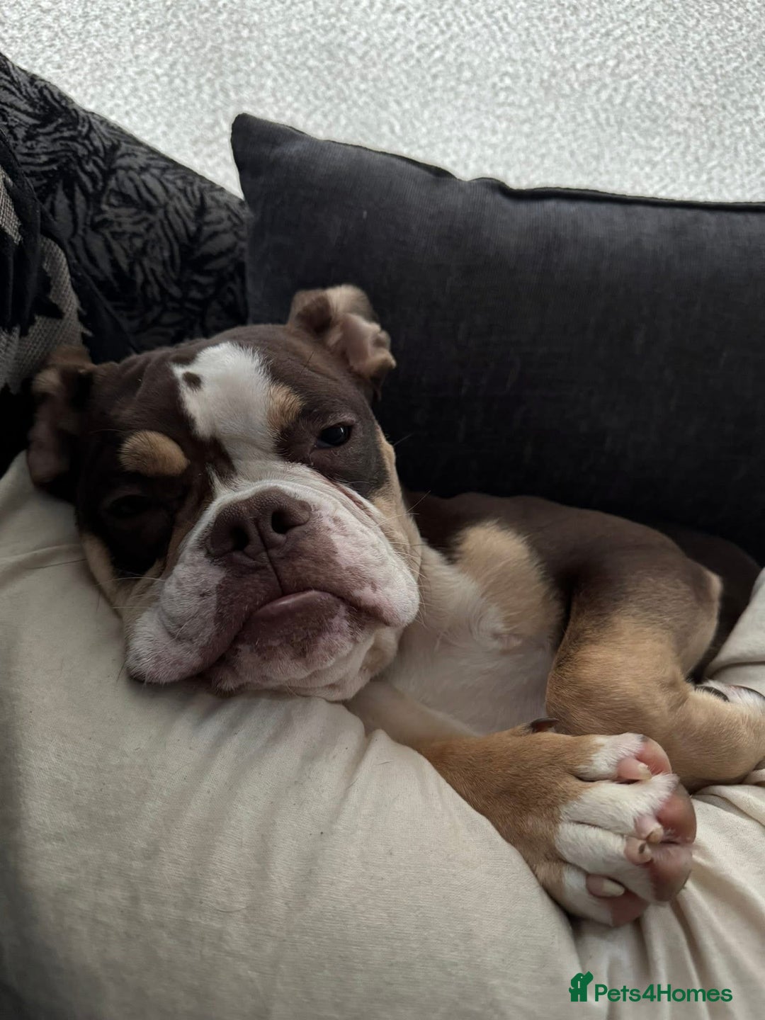 Olde English Bulldogge dogs for sale: olde english bulldogge  - Image 5