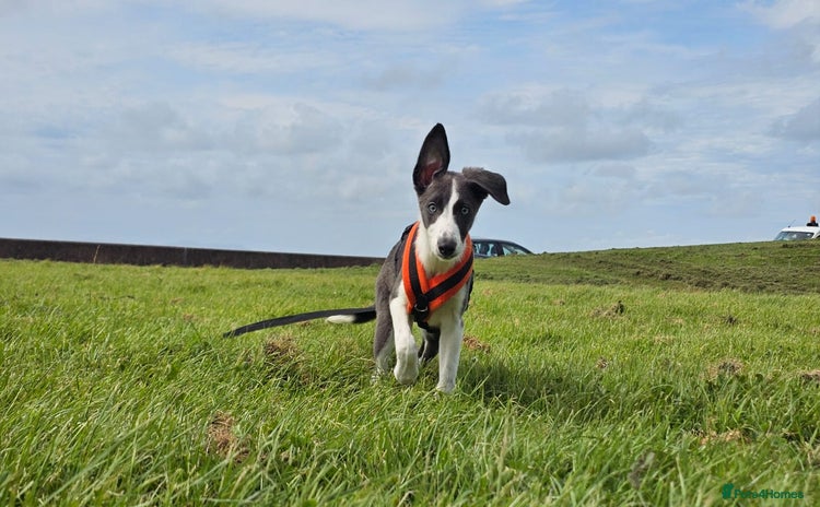 Mixed Breed dogs - Advert 5