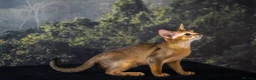 Abyssinian cats for sale: Caspian Boy - elegant, unique champion line🥇 - Advert 13
