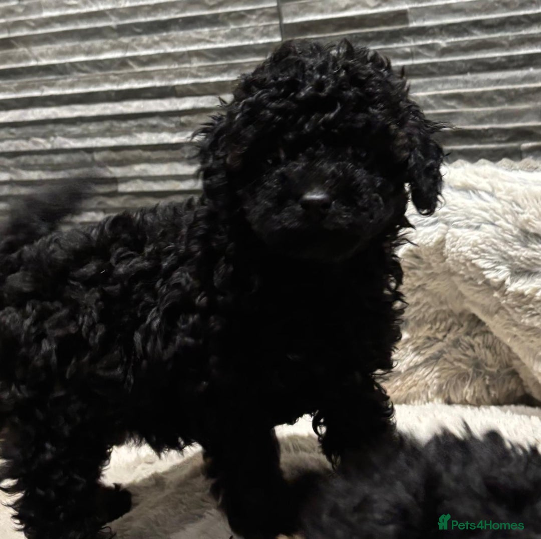 Toy Poodle dogs for sale: ADORABLE ‘ALBERT’ *TOY POODLE*BOY*PUP ready now - Advert 9