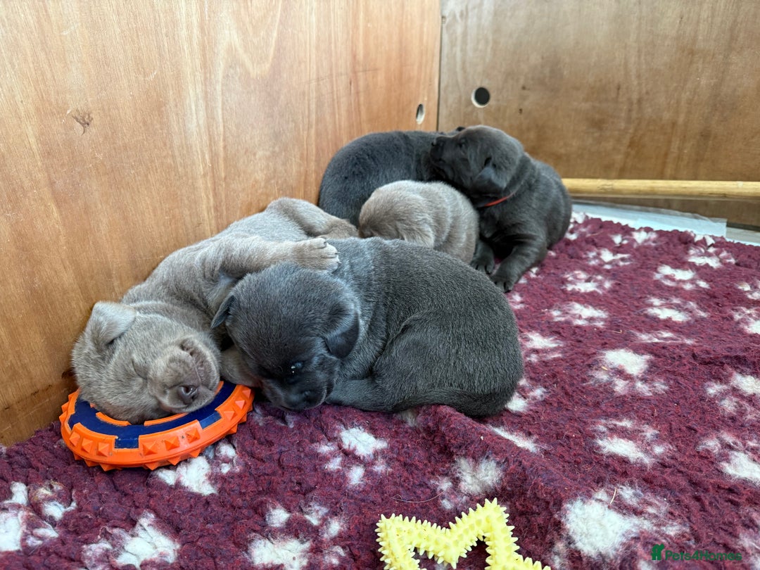 Labrador Retriever dogs for sale: Charcoal and Silver Labradors- Bred by a vet. - Image 4