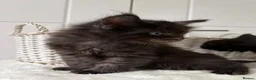 Maine Coon cats for sale: Black Smoke Boy - Advert 4