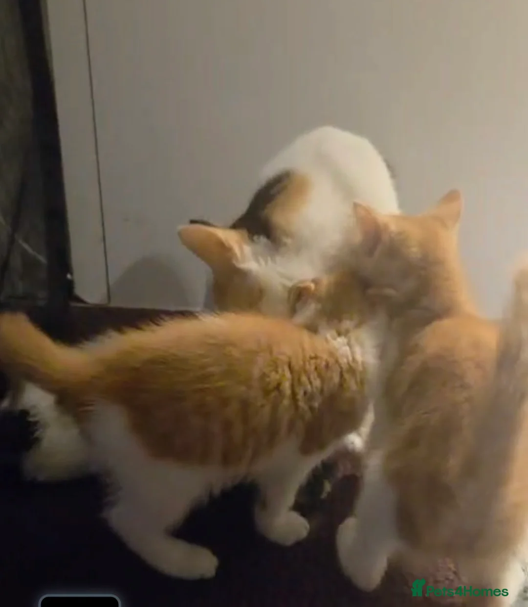 Mixed Breed cats for sale: 🐾 Adorable Kittens Looking 4 Their Forever Homes  in Coulsdon - Advert 1
