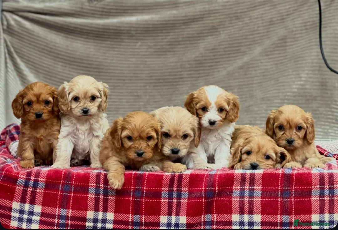 Cavapoochon dogs for sale: BEAUTIFUL CAVAPOOCHON PUPPIES - Advert 5