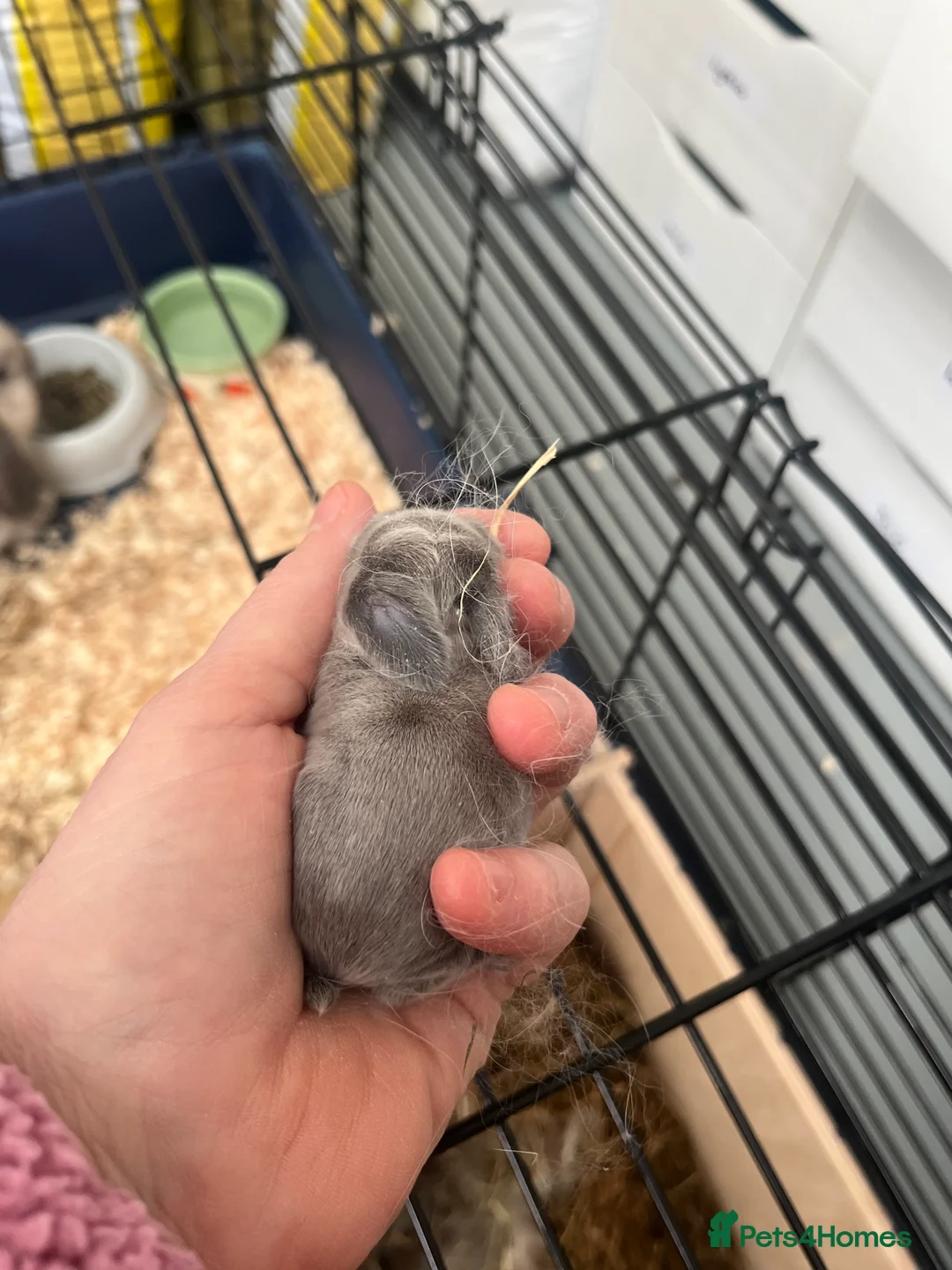 Mini Lop rabbits for sale: Gorgeous Mini Lops - Advert 7