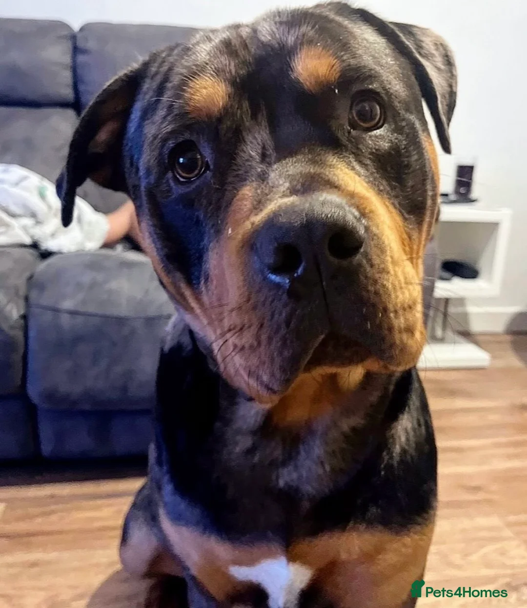 Mixed Breed dogs for sale: 2 year old Rottweiler x dachshund  in Leicester - Advert 4