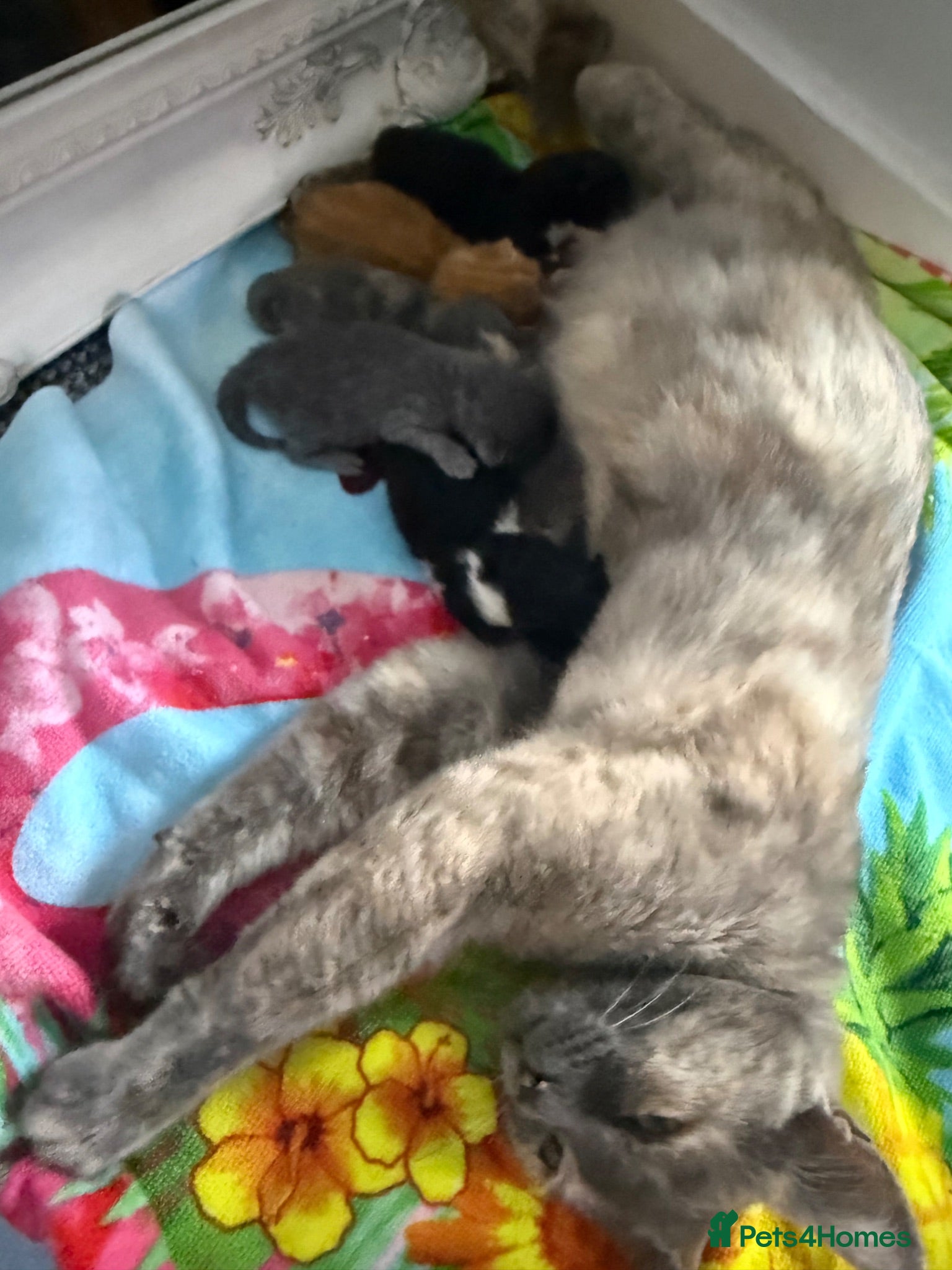 Mixed Breed cats Gorgeous kittens  - Advert 18