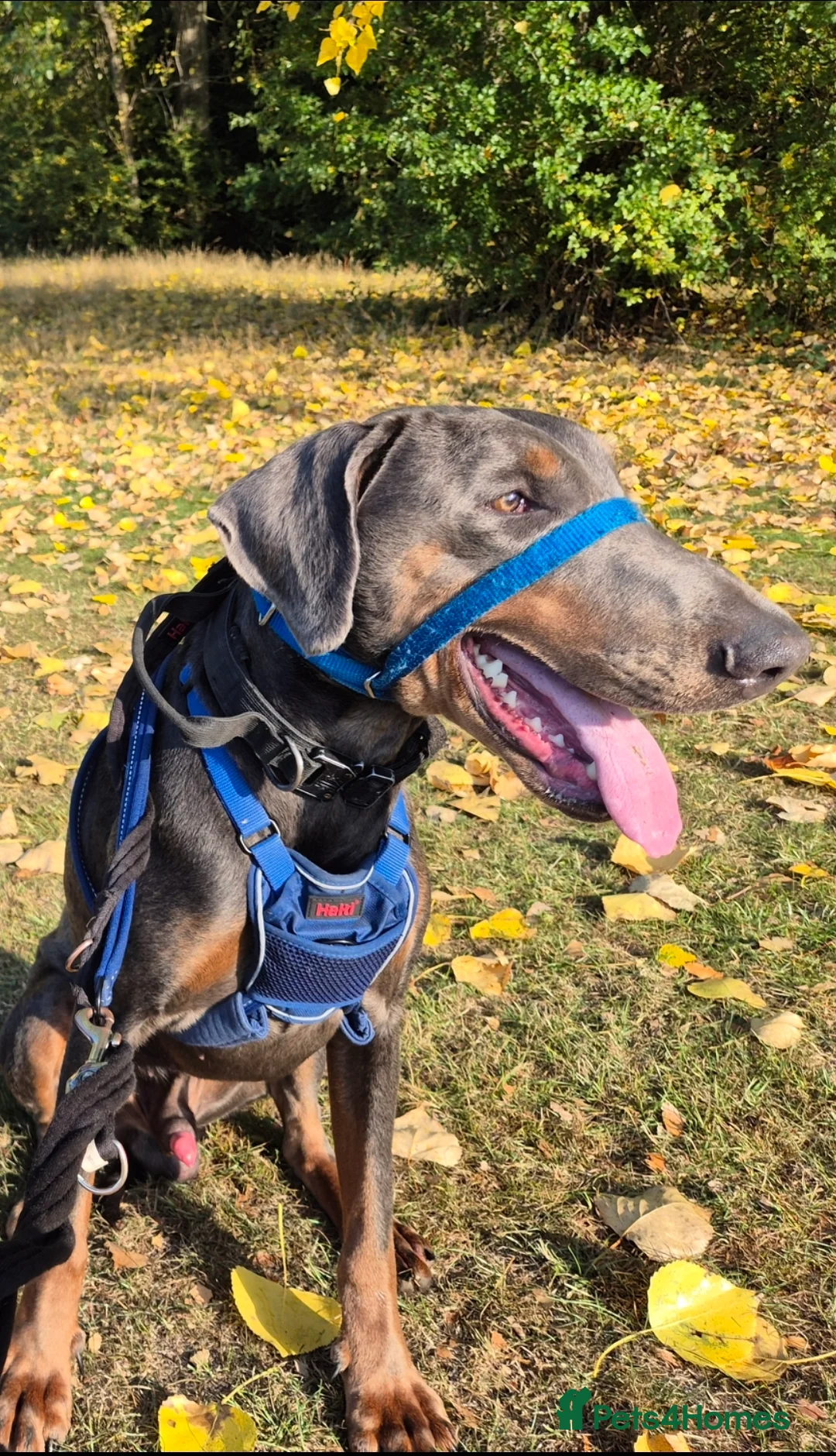 Dobermann dogs for stud: Sub-Zero - Advert 3