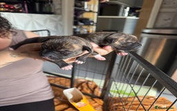Staffordshire Bull Terrier dogs for sale: Staffordshire bull terrier puppies  - Image 9