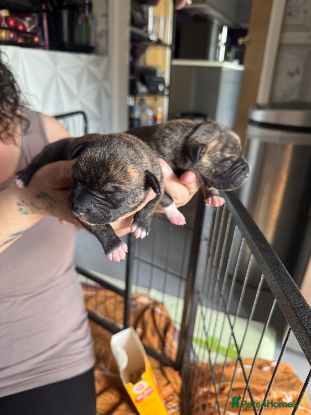Staffordshire Bull Terrier dogs for sale: Staffordshire bull terrier puppies  - Image 9