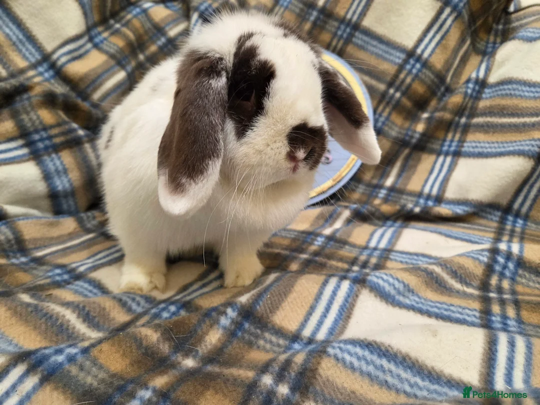 Mini Lion Lop rabbits for sale: Mini lop bunny - Advert 2