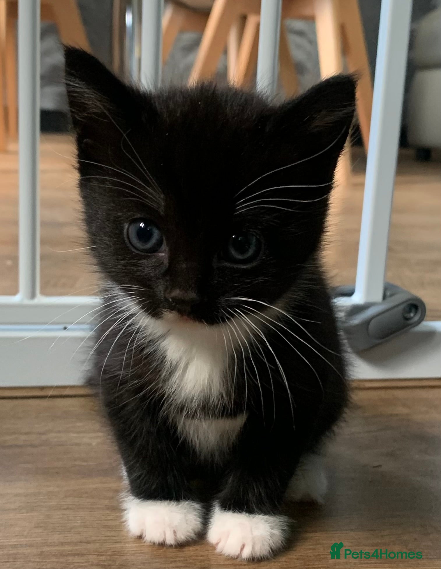 Mixed Breed cats ❤️ 1 LEFT! - Tuxedo X British Long Hair Kitten - Advert 12