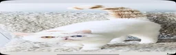 Exotic cats for sale: Extremely rare exotic female kitten - Advert 13