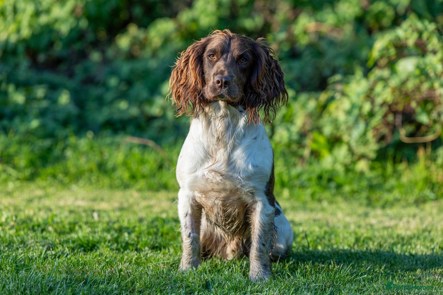 English Springer Spaniel dogs for stud: Health tested traditional stamp Springer Stud - Advert 2