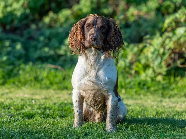 English Springer Spaniel dogs for stud: Health tested traditional stamp Springer Stud - Advert 2