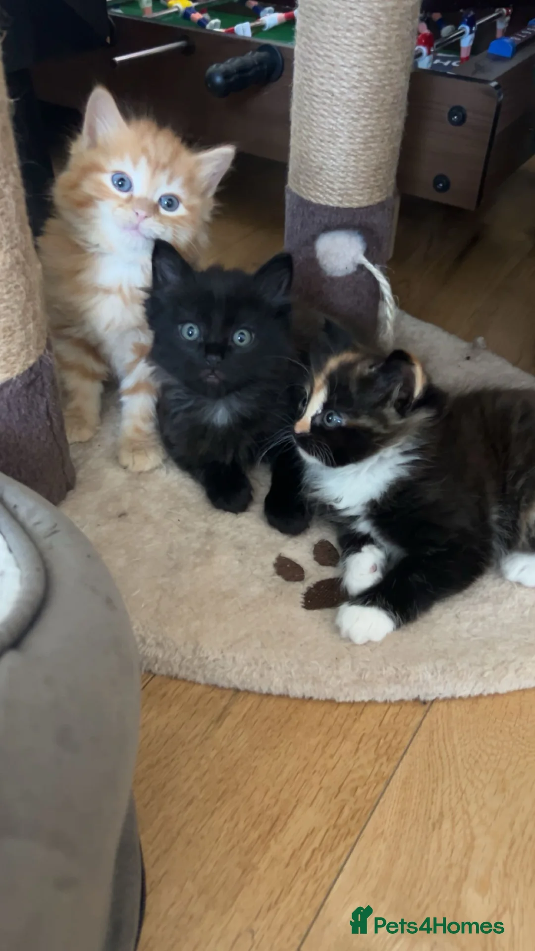 Mixed Breed cats for sale: Cute 3 kittens looking for a new home - Advert 1