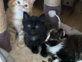 Mixed Breed cats Cute 3 kittens looking for a new home - Advert 15