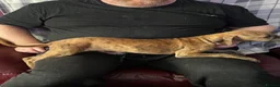 Mixed Breed dogs for sale: Whippet X Lurcher Puppies - Advert 4