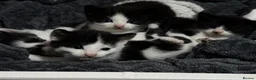 Mixed Breed cats for sale: Gorgeous kittens for sale! in Nottingham - Advert 11