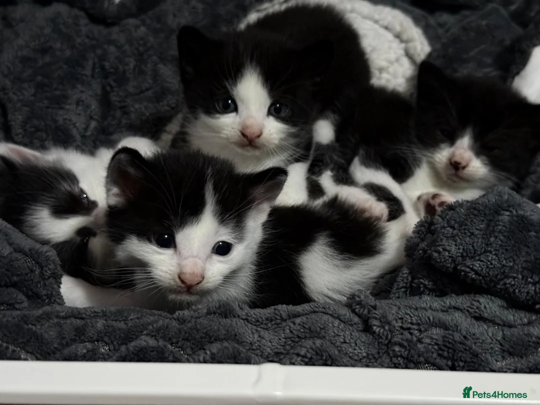 Mixed Breed cats for sale: Gorgeous kittens for sale! in Nottingham - Advert 11