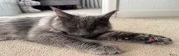 Maine Coon cats for sale: BlueSmoke Male Maine Coon🐾TICA Reg! ACTIVE!!  - Advert 3