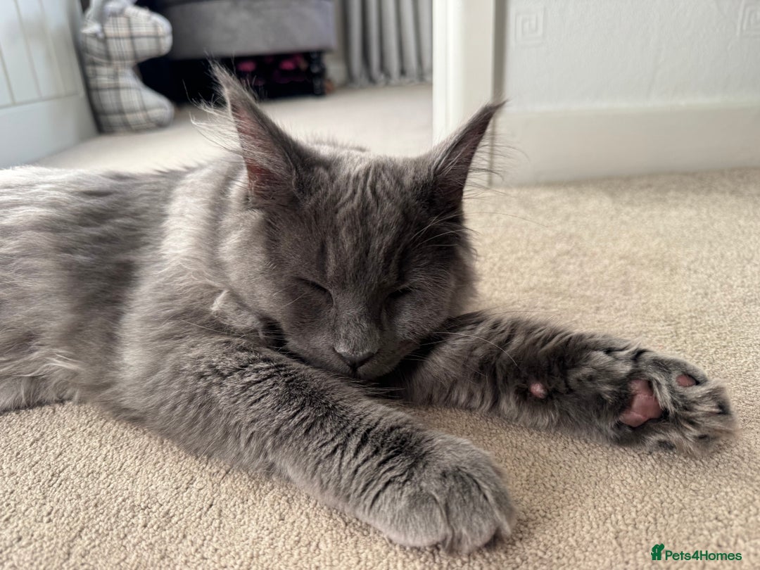 Maine Coon cats for sale: BlueSmoke Male Maine Coon🐾TICA Reg! ACTIVE!!  - Advert 3