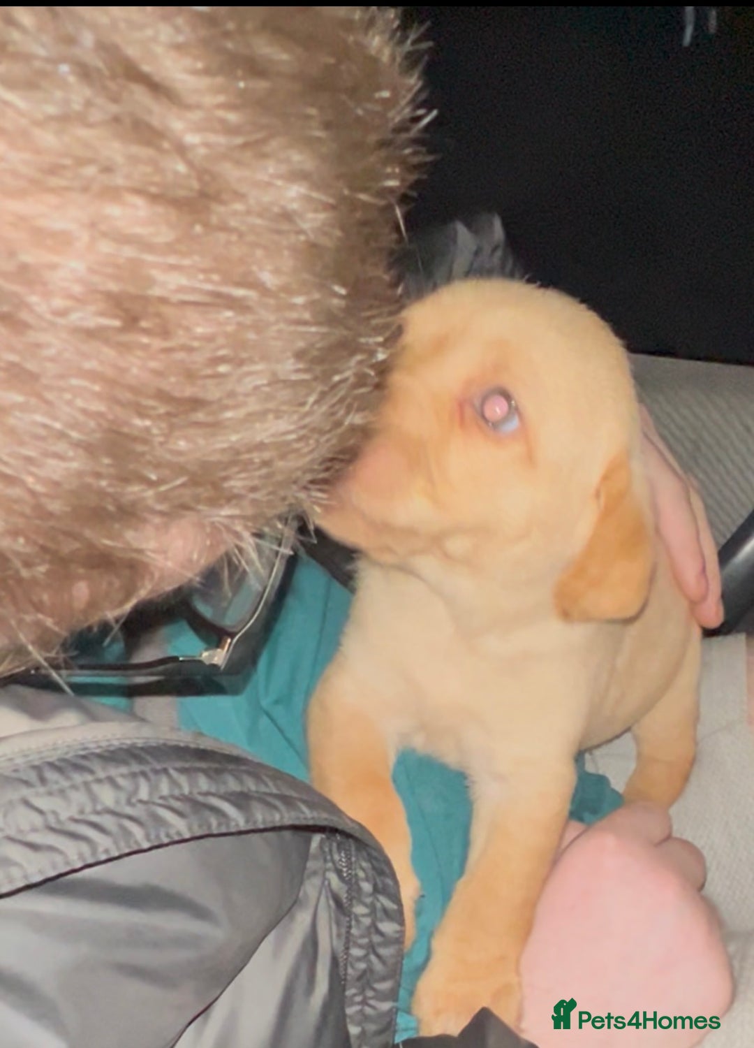 Labrador Retriever dogs for sale: Labrador Puppies - Advert 21