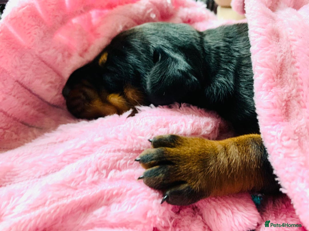 Dobermann dogs for sale: Trained Doberman puppies  - Advert 2