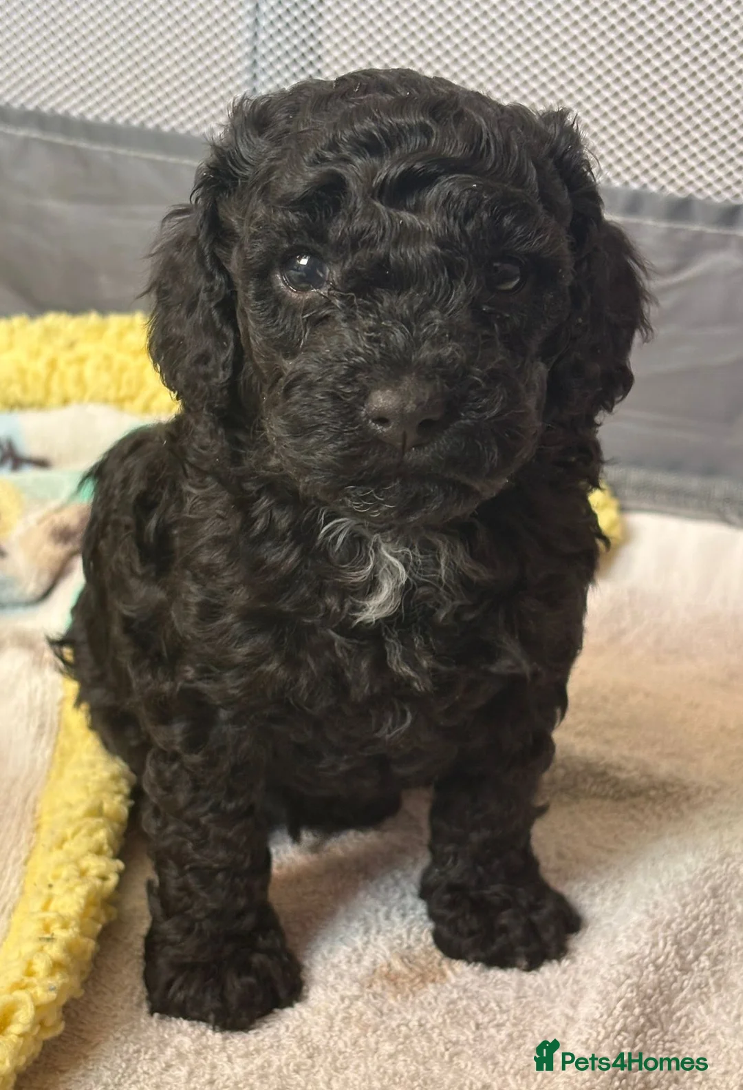 Cockapoo dogs for sale: Cockerpoo F1b Pups for sale (Ready to be rehomed) - Advert 38