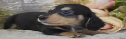 Miniature Dachshund dogs for sale: KC Long Coat Miniature Dachshund Puppies - Advert 5