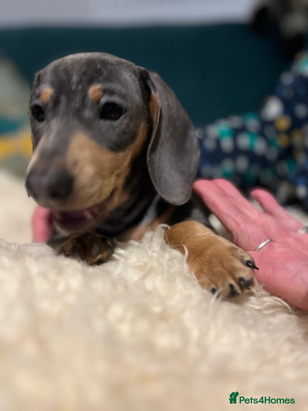 Miniature Dachshund dogs for sale: Miniature Daschund puppies - gorgeous! in Woodbridge - Advert 3