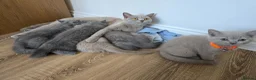 British Shorthair cats for sale: Last female-Champion Title Mum British Shorthair. - Advert 6