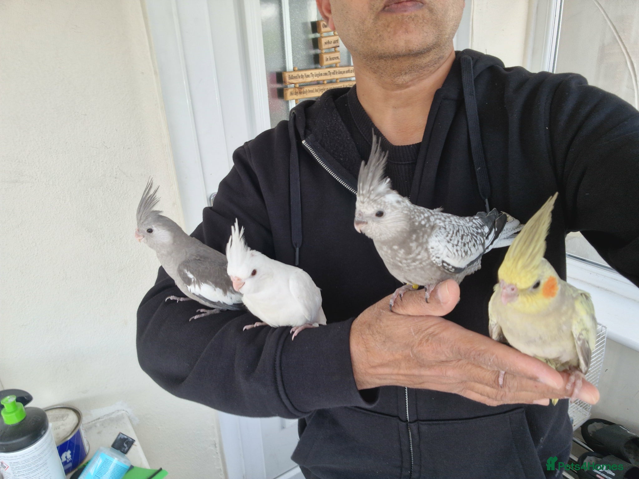 Cockatiels birds Super hand tamed baby cockatiel - Advert 8