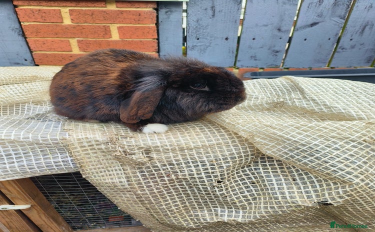 Mini Lion Lop rabbits - Advert 4