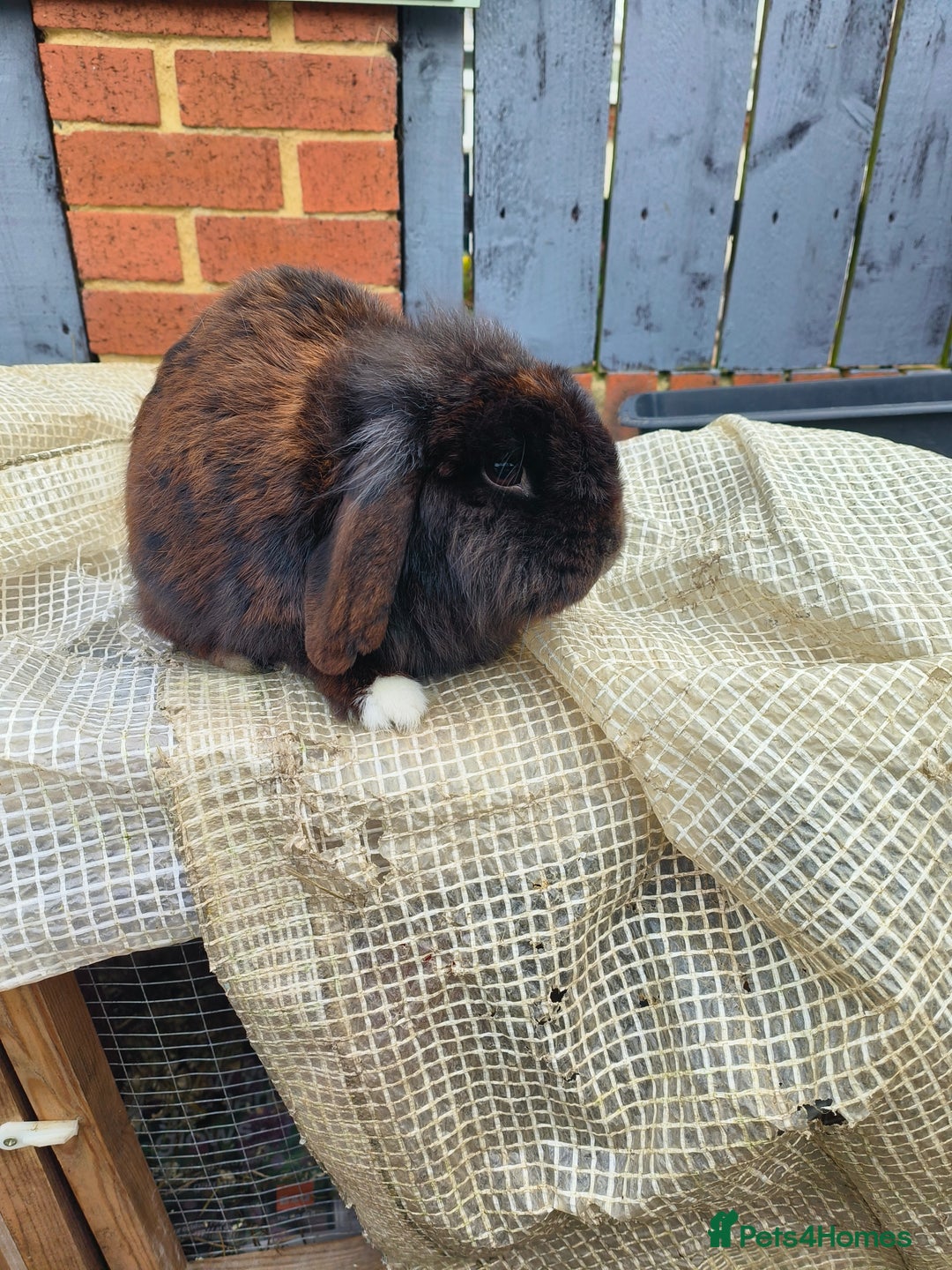 Mini Lion Lop rabbits for sale: mini lion lop - Image 1