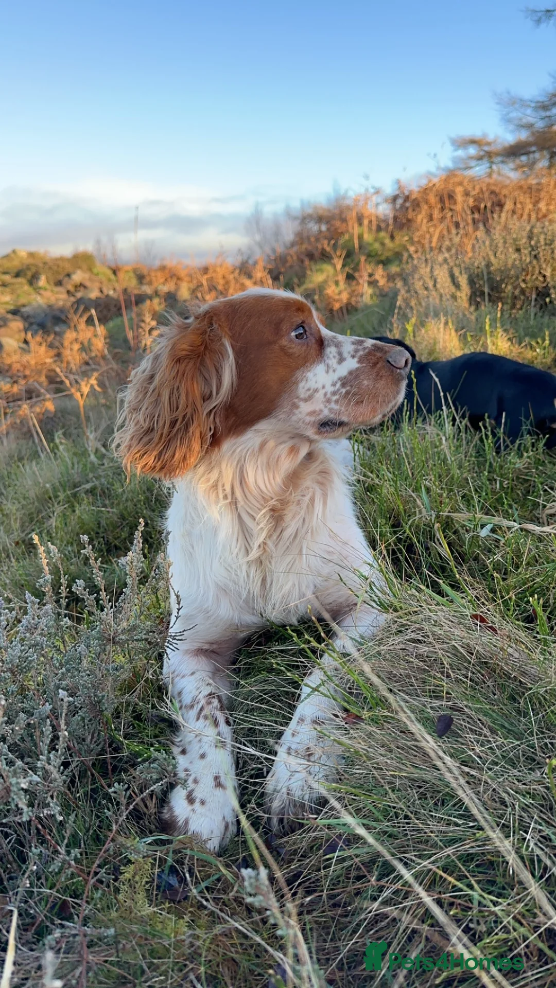 Cocker Spaniel dogs for stud: Kentwone Bayley in Carlisle - Advert 6