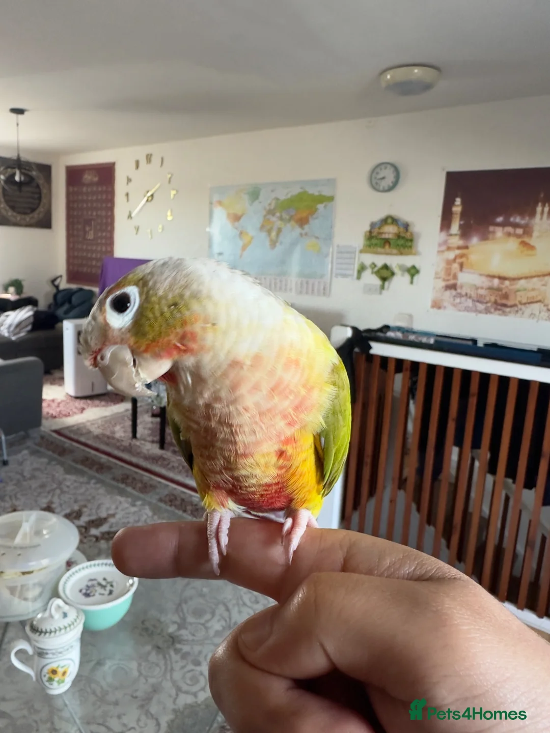 Conures birds for sale: Super Tame Hand-Reared Conure for Sale - Advert 1