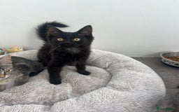 Mixed Breed cats for sale: Kittens for sale - Image 9