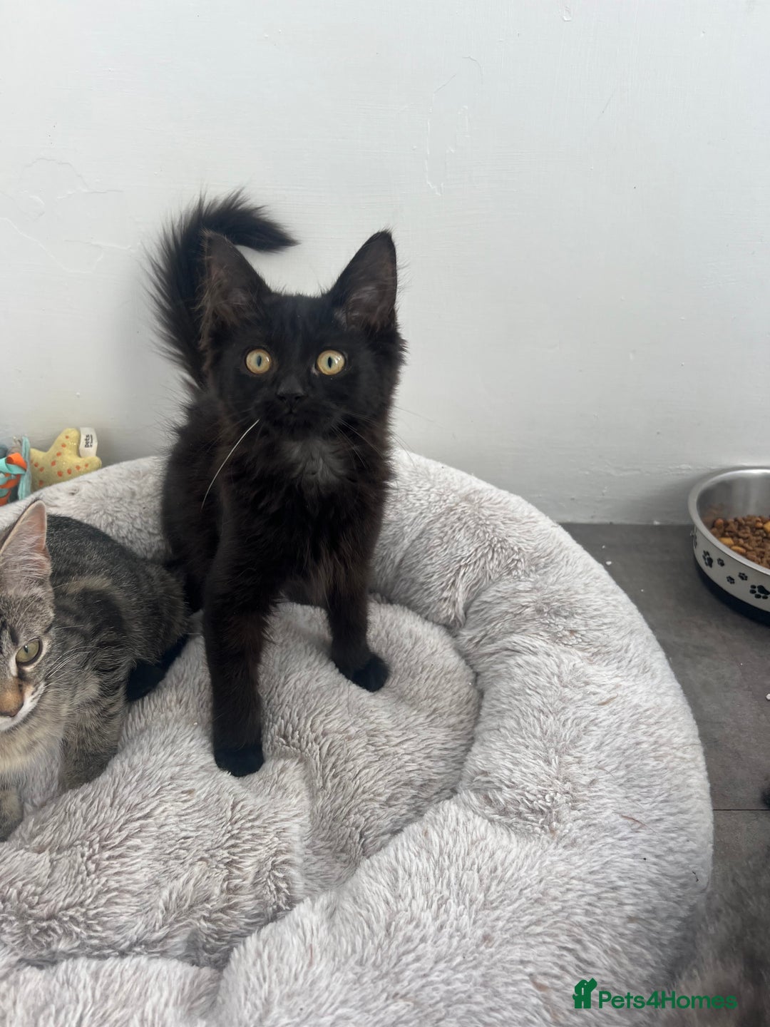 Mixed Breed cats for sale: Kittens for sale - Image 9