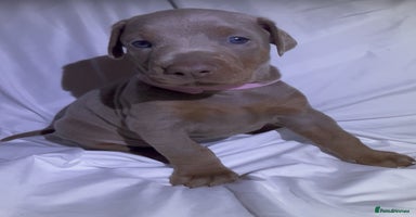 Dobermann dogs - Advert 1